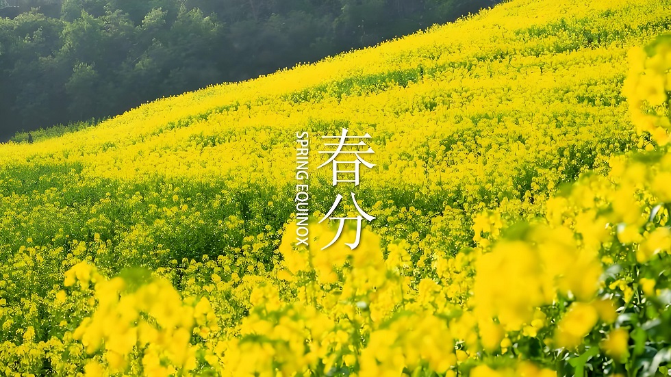 春分巧遇龍?zhí)ь^！晝夜均分，蒼龍昂首，萬事皆順意